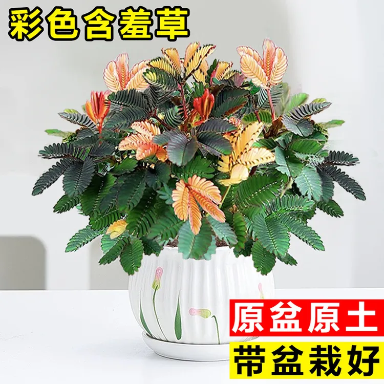 彩色盆栽植物大苗四季好养花卉盆景室内桌面绿植害羞草