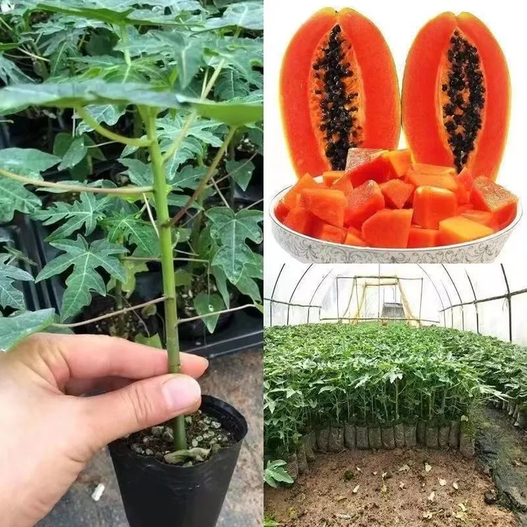 木瓜苗树苗矮化红肉木瓜苗冰糖红心木瓜水果木瓜庭院盆栽可种植