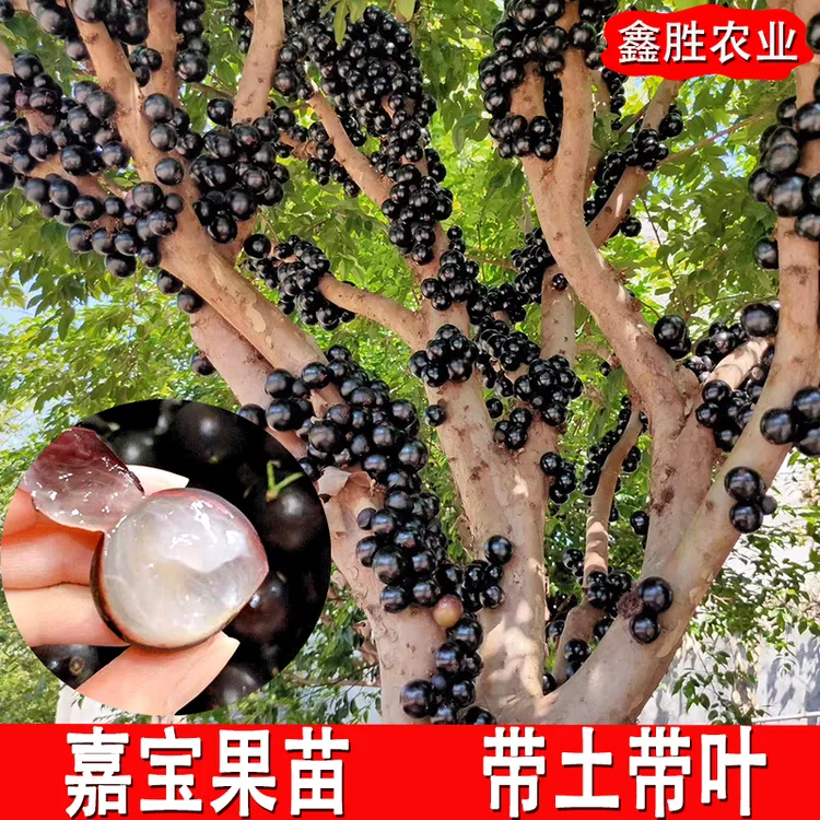 沙巴嘉宝果苗四季艾斯卡嘉宝果树苗树葡萄苗盆栽地栽阳台庭院种植