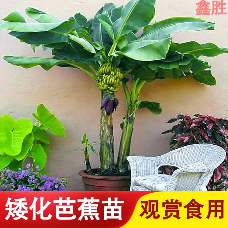 矮化芭蕉苗芭蕉树苗矮脚香蕉苗庭院绿植大叶芭蕉可观赏可结果盆栽