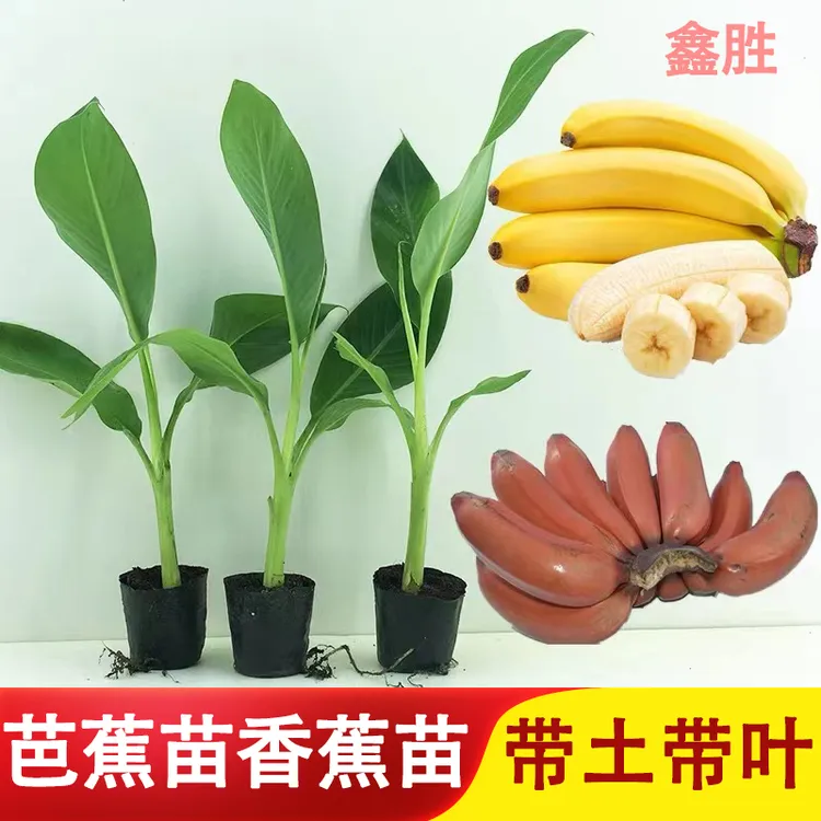 芭蕉树苗香蕉苗芭蕉苗苹果蕉皇帝蕉粉蕉红香蕉苗带土发货盆栽地栽