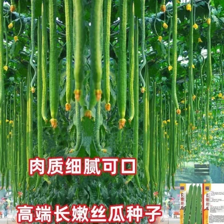 特长丝瓜种子四季种植庭院阳台种植商品图