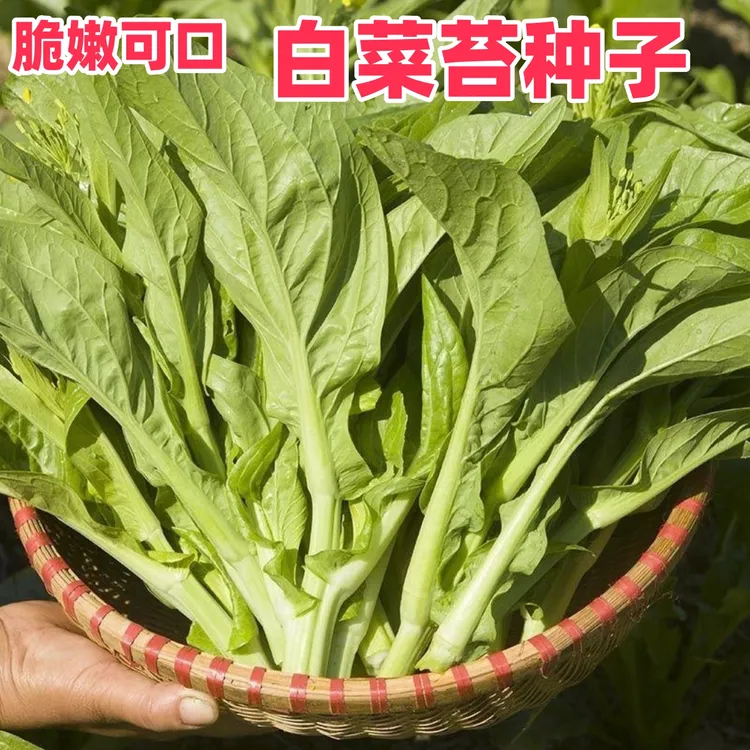 【白菜苔种子】种籽菜种苔菜四季菜心菜苔蔬菜孑菜芯莱菜籽心籽种