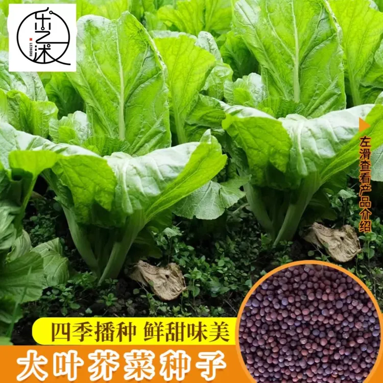 【大叶芥菜种子】家庭阳台小院盆栽地栽四季种植