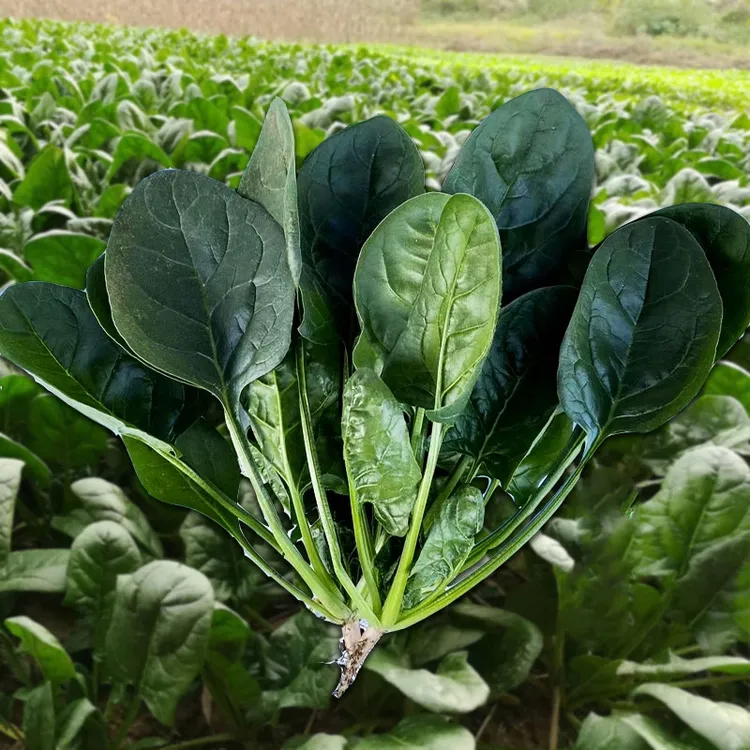 【耐热猪耳朵大叶菠菜种子】夏季种籽菠菜种籽春秋冬四季农家蔬菜
