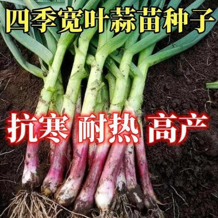【紫皮宽叶蒜苗种子】家庭阳台小院盆栽地栽四季种植