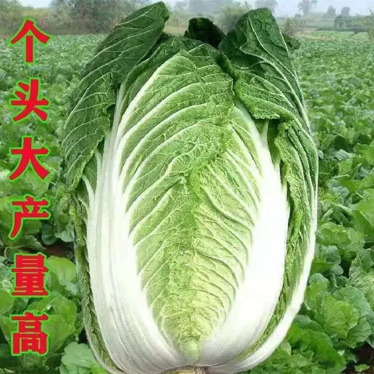 颗颗十八斤大白菜四季播种盆栽地栽