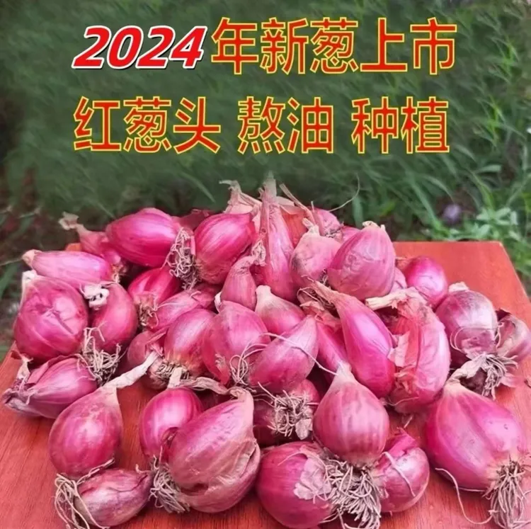 农家四季火葱头四季种植香葱火葱红葱头熬油葱