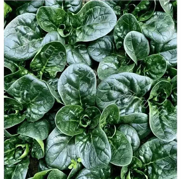 【趴地菠菜种子】种籽菠菜种籽春秋冬四季