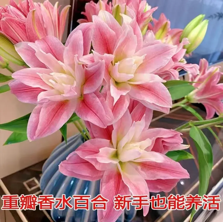 百合种球百合浓香型花卉类盆栽花种大球香水百合种球四季粉色