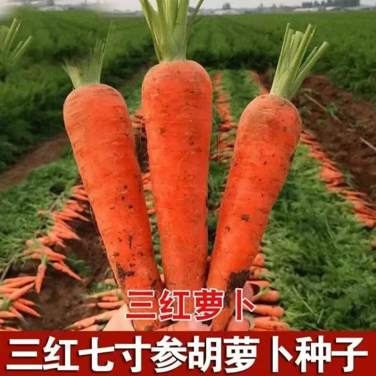 【三红胡萝卜种子】七寸胡萝卜种子甜脆胡萝卜四季种植阳台小院