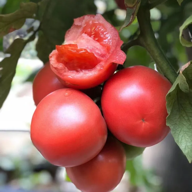 【老品种大粉西红柿种子】毛粉柿子四季夏季春季简单菜籽红色种子