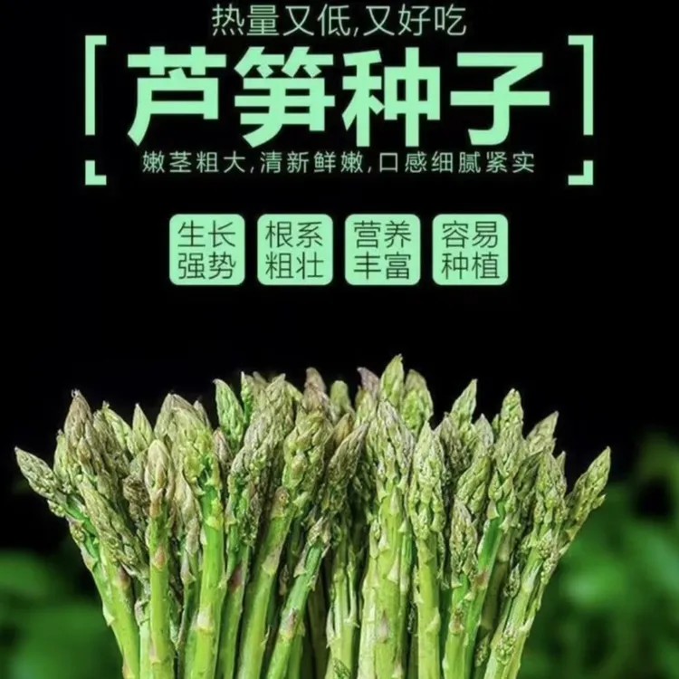 【芦笋种子】种子四季种植优质高产蔬菜绿芦笋种籽抗热