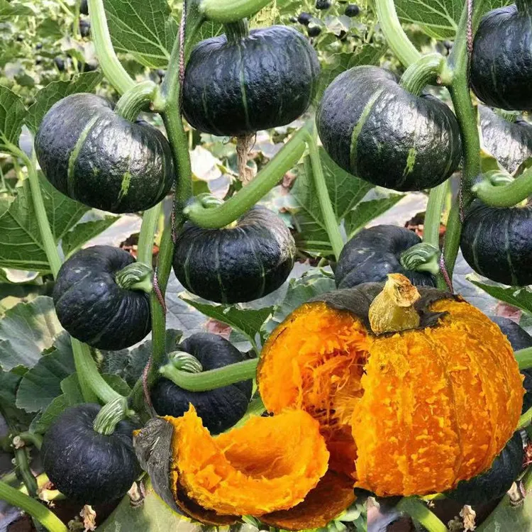 【贝贝南瓜种子】四季种植板栗味蔬菜香甜糯南瓜种籽