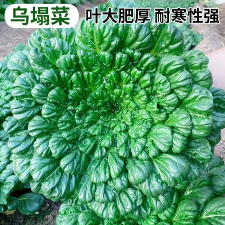 【速生乌塌菜种子】农田耐寒蔬菜高产纤维盆栽千里莺啼绿映红