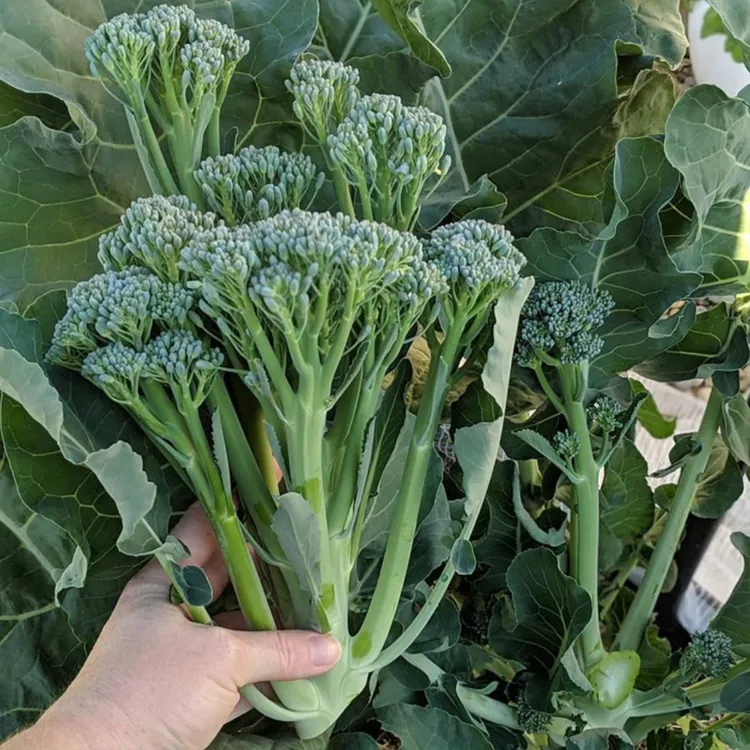 【西兰苔种子】西洋芥兰种籽芥蓝菜苔四季阳台盆栽西兰蓝花蔬菜子