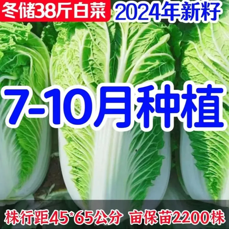 【冬储38斤大白菜种子】家庭阳台小院盆栽地栽四季种植秋播