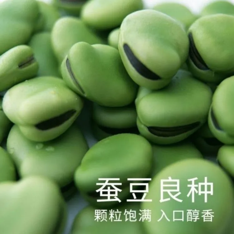 【七星绿宝石蚕豆种子】四季种植盆栽地栽阳台小院种植