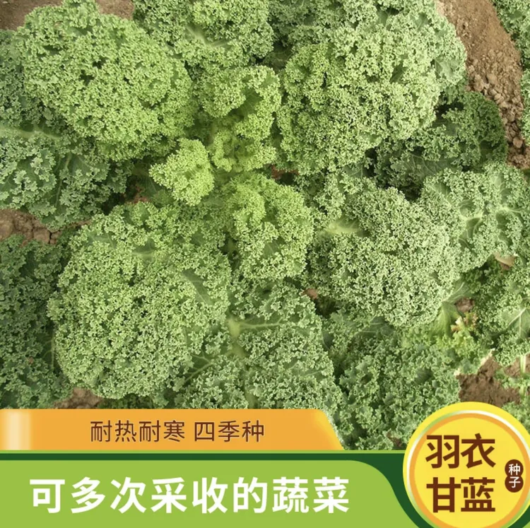 【羽衣甘蓝种子】家庭小院阳台抗寒耐冻四季盆栽地栽可食用