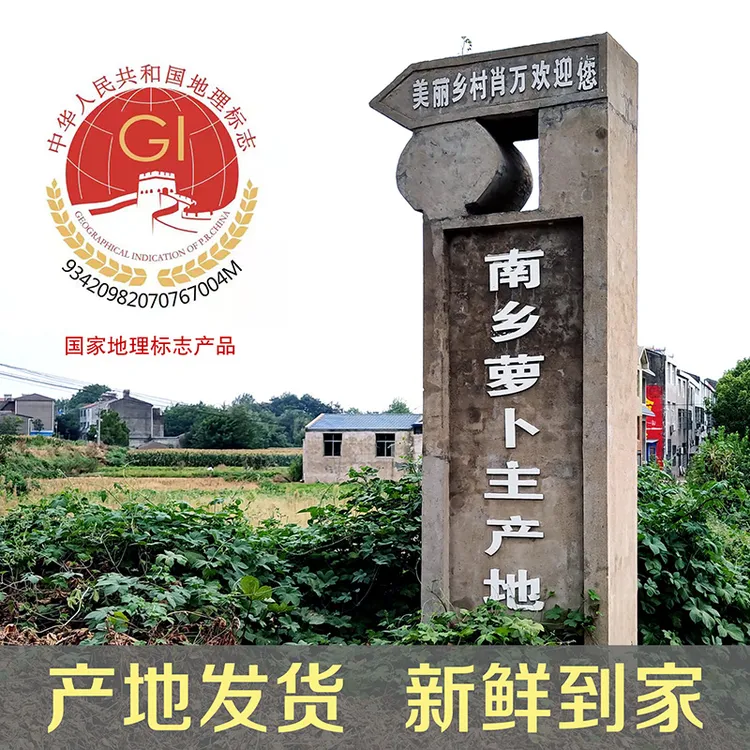 【正宗原产地】安陆地理标志保护产品南乡萝卜水分充足脆嫩微甜