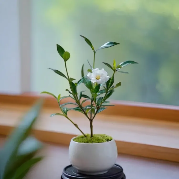 小叶栀子花四季盆栽植物室内好养办公室桌面带盆景花苞开花小绿植