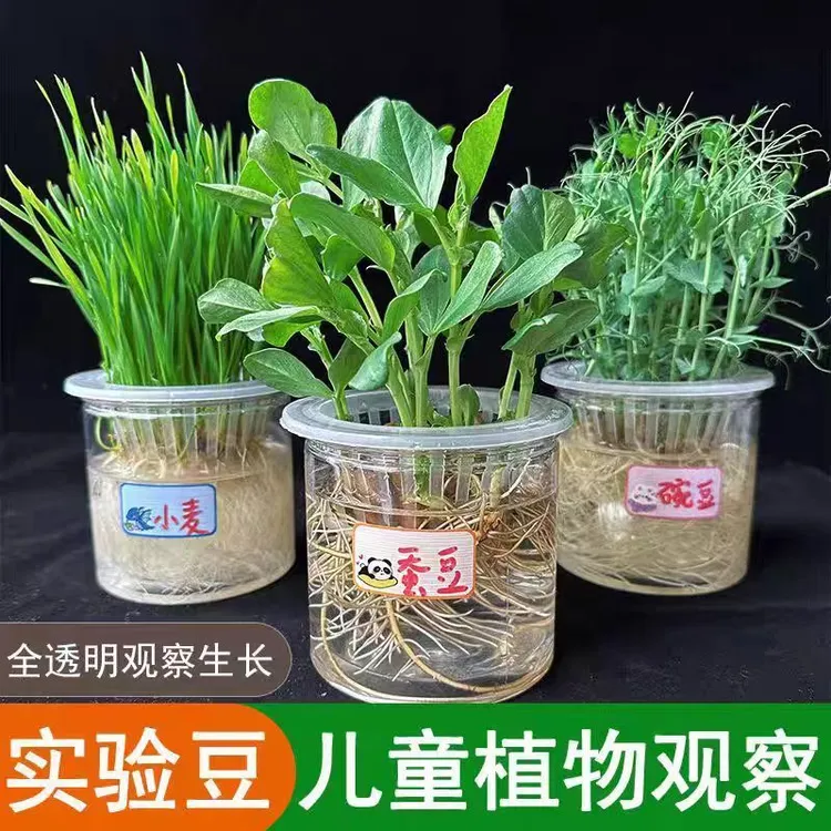 儿童学生幼儿园观察植物成长水培种子四季透明花盆科学实验作业