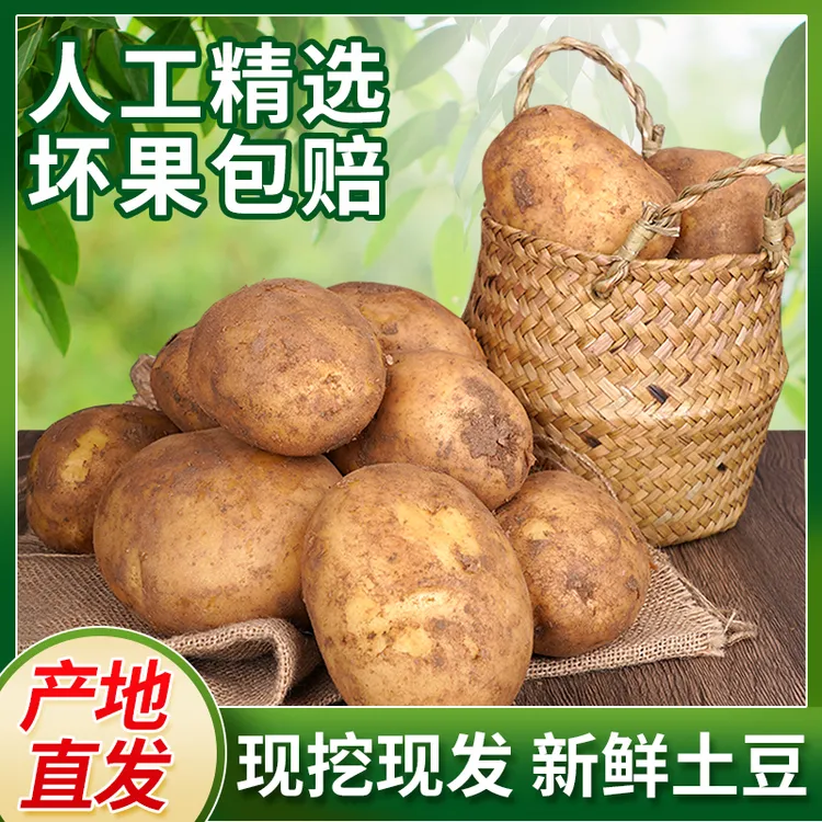 内蒙古武川黄皮细腻黄心土豆2025现挖新鲜包邮粉面洋芋马铃薯