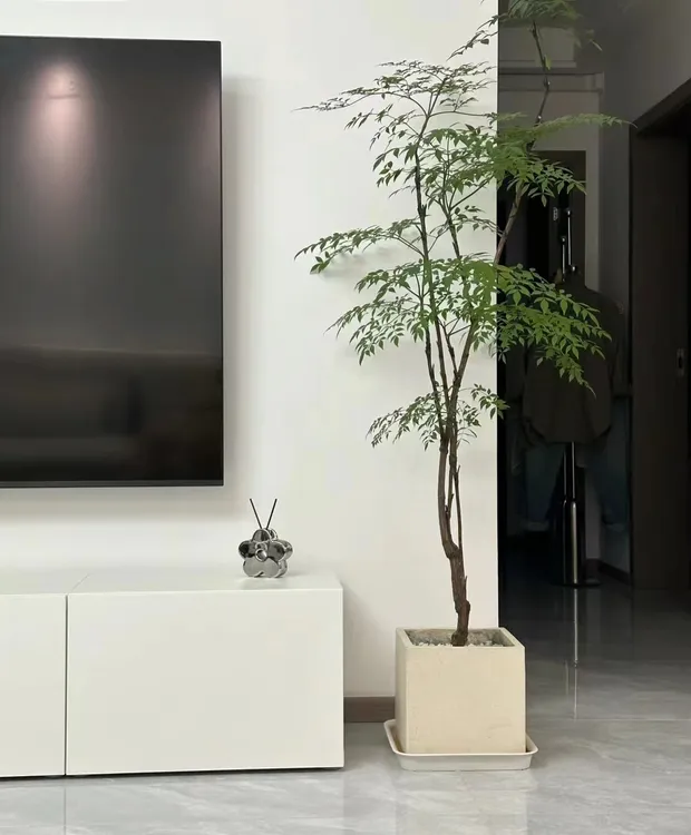 优雅南天竹 春绿冬红 盆栽地栽翠绿园艺季节