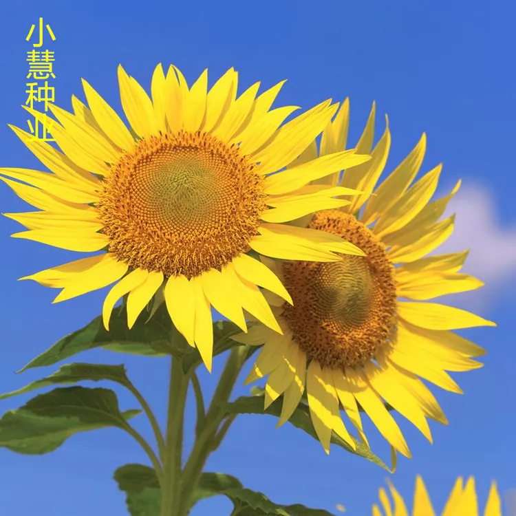 四季多头向日葵种子庭院室外花卉阳台观赏盆栽食用多头向日葵种子