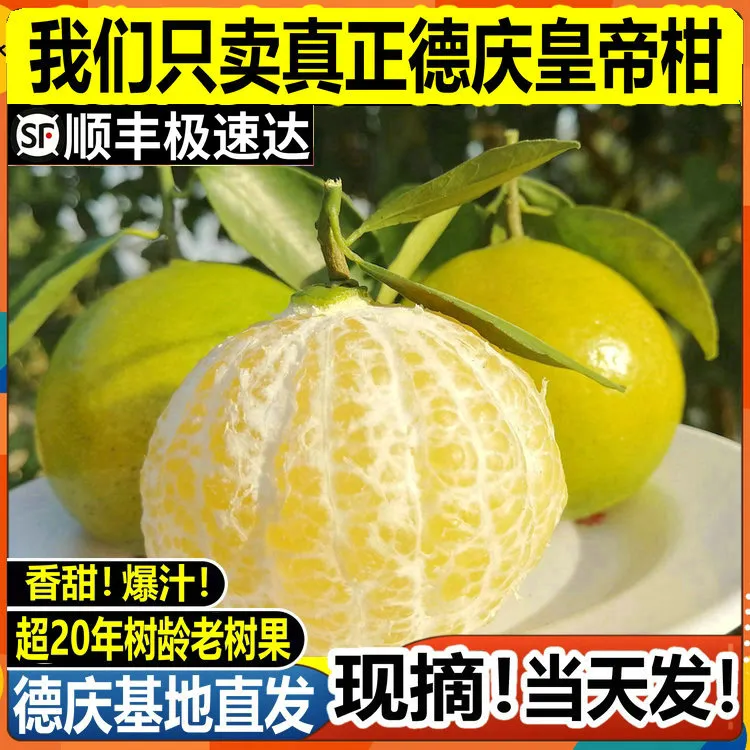 正宗广东德庆皇帝柑现摘贡柑新鲜当季水果柑橘子爆甜多汁产地直发
