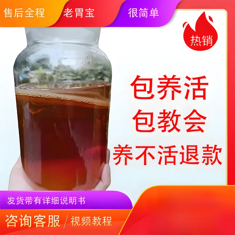 康普查菌种红茶菌菌种胃宝菌种海宝手工养包邮发酵高能感