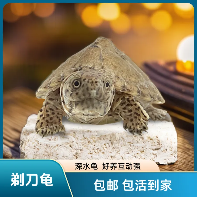 超萌好物剃刀蛋龟深水龟高背蛋龟活体安缘巨头窄桥蛋龟巴西黄耳龟