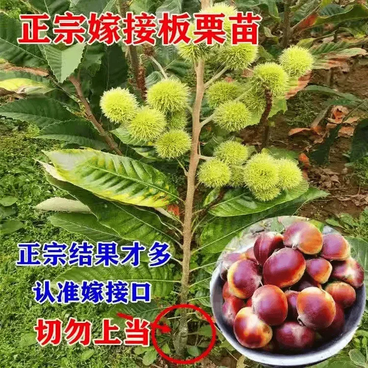 嫁接板栗树苗大红袍种苗南方北方种植盆栽地栽当年结果树苗板栗苗