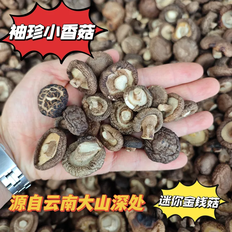 云南小香菇 迷你菇袖珍小香菇特产干货