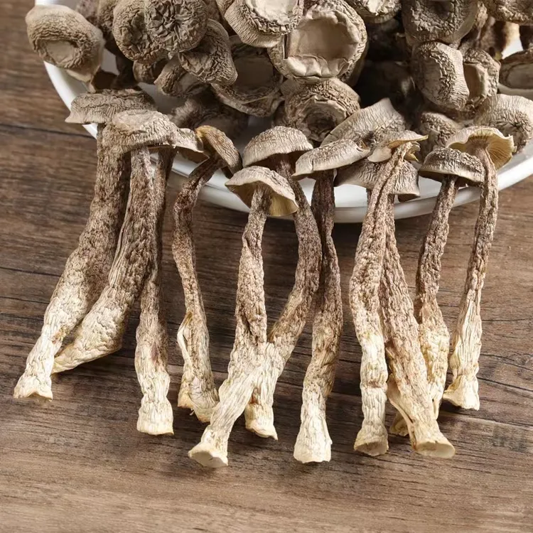 云南鹿茸菇 脆脆菇鹿松茸鹿茸菌干货
