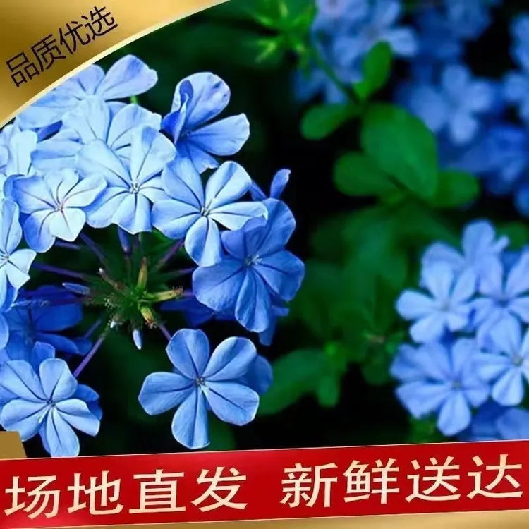 蓝雪花盆栽大苗庭院阳台花卉四季开花植物水养耐晒易爆盆花客厅