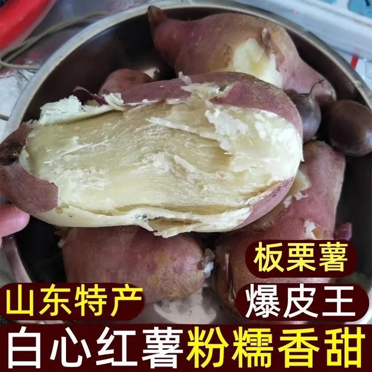 现挖新鲜白心红薯板栗薯2024年新货山东特产老品种白瓤大地瓜白薯