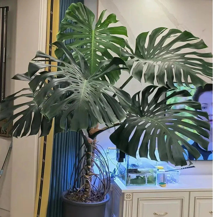 老苗盆栽龟背竹室内绿植一物一拍自家基地直发(图片仅供参考)