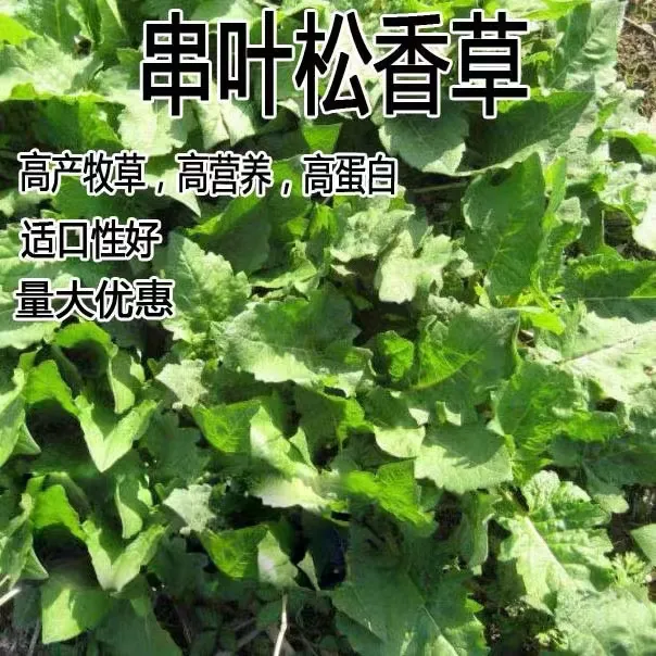 源头厂家串叶松香草种子牧草多年生猪牛羊鹅食用