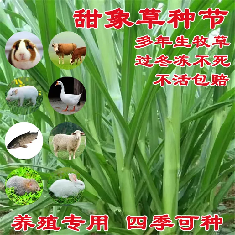 源头厂家无毛甜象草种节四季种植多年生冻不死喂牛羊猪兔鸡鸭牧草
