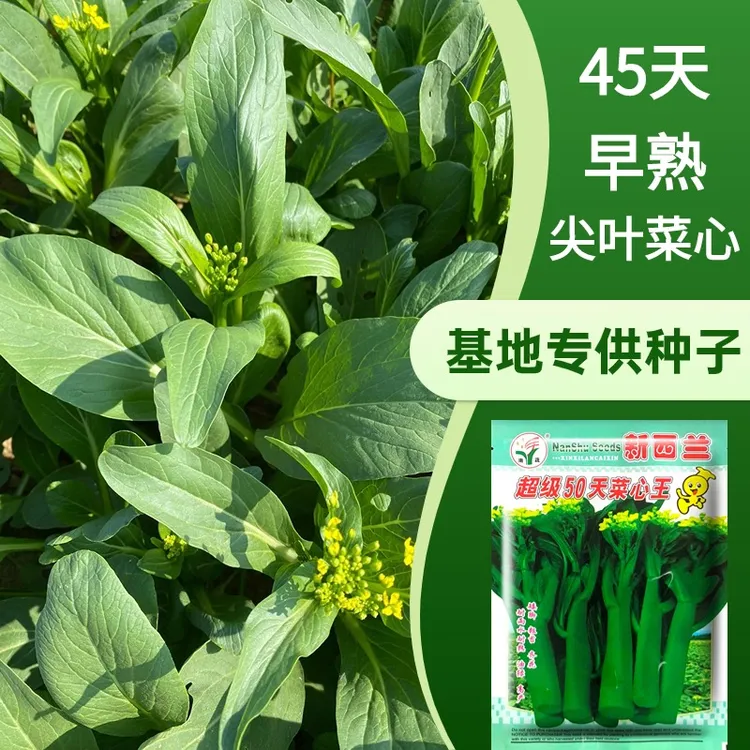 新西兰50天尖叶菜心种子、油青菜心种籽 400克/袋