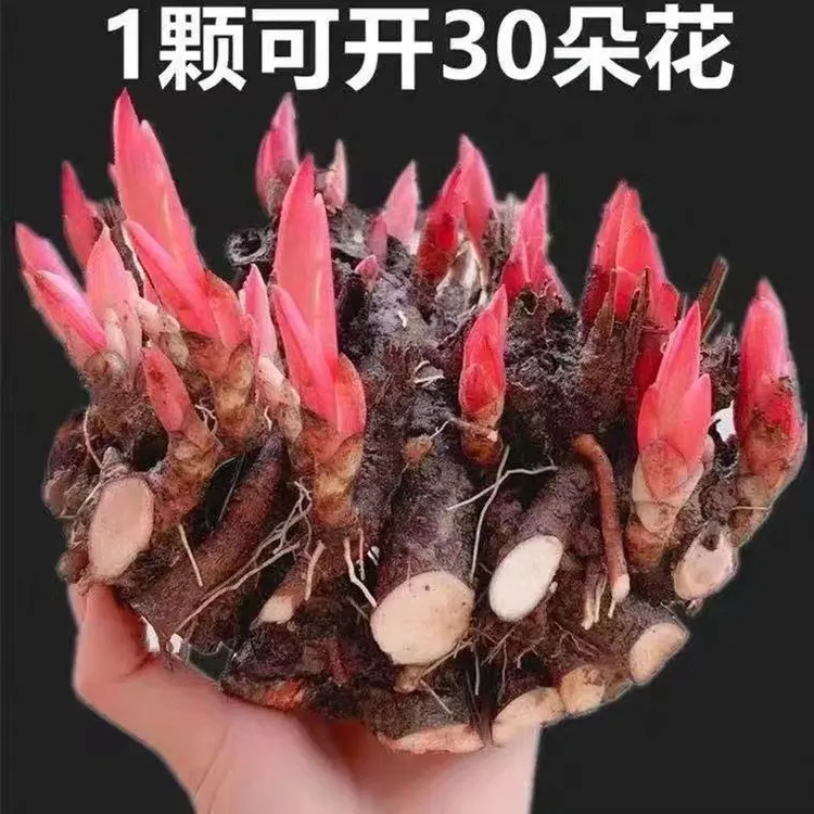 重瓣大花浓香型芍药四季开花老桩耐寒室内外阳台花卉精品芍药花