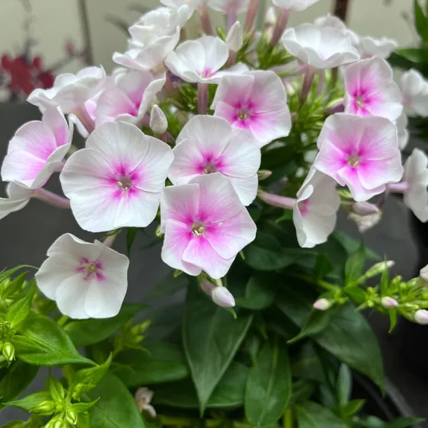福禄考特别耐热特别的耐热盆栽(宿根多年生夏季开放)
