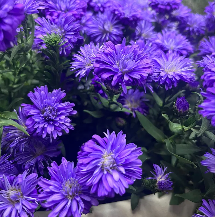 荷兰菊紫菀四季开花耐寒耐热盆栽粉红蓝白多色紫苑多年生兰菊花苗