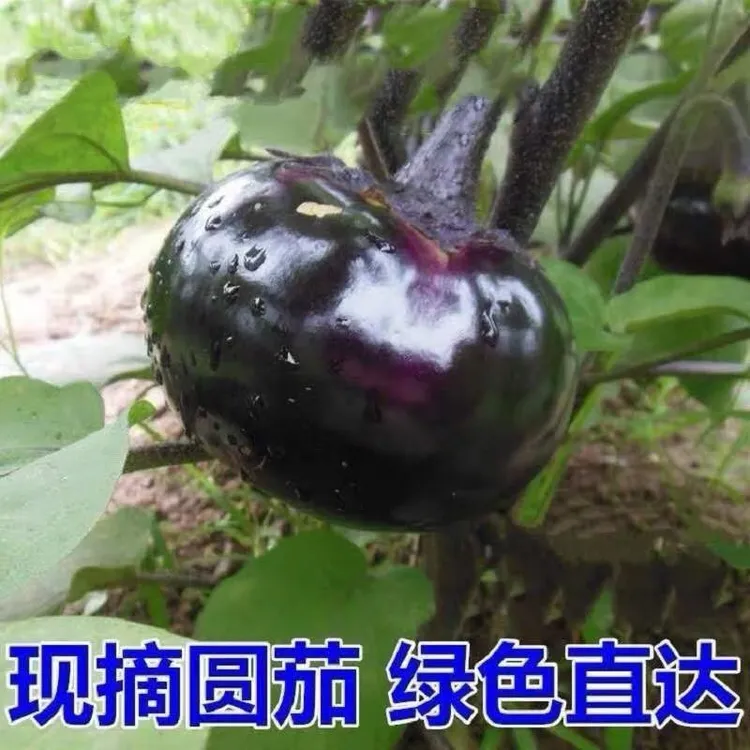 【合佳怡优选】紫皮圆茄子农场直发现摘现发当季蔬菜时令蔬菜新鲜