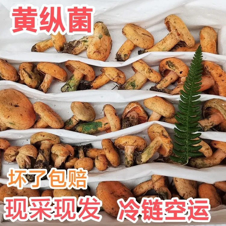 [现货〗新鲜松树菌松乳菇枞树菌谷熟菌寒菌重阳菌雁鹅菌500g-1000g