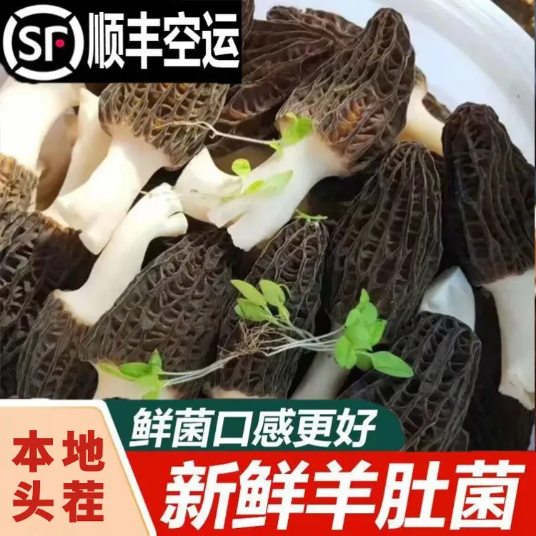 湖北荆门新鲜羊肚菌2023年头茬新鲜羊肚菌500g／1000g顺丰空运