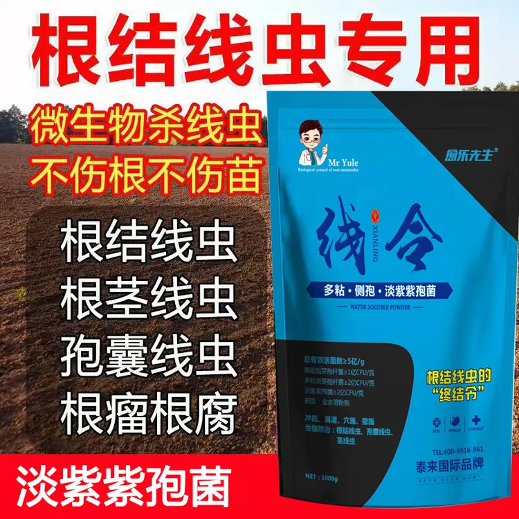 线令 淡紫紫孢菌 根结线虫专用 以菌克虫 生物防治 虫卵双杀