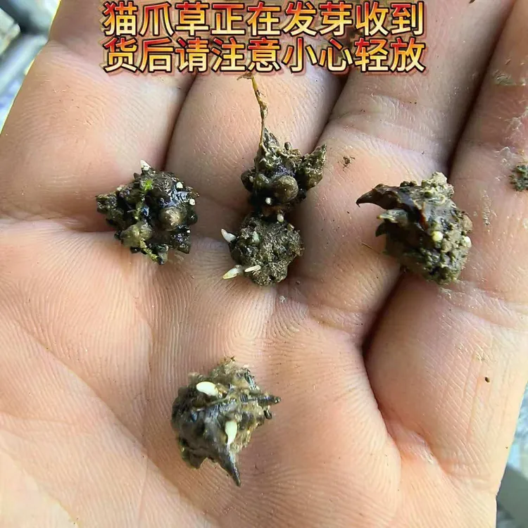 猫爪草三三草块茎新鲜现挖猫爪草苗盆栽苔藓保湿出芽5棵拿样试种