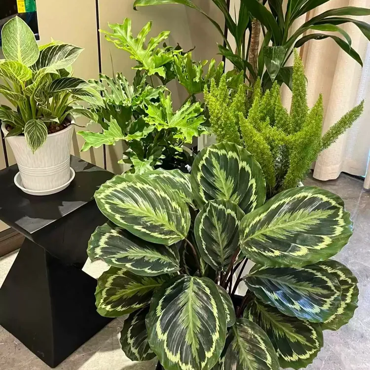彩虹竹芋盆栽类观叶花卉室内客厅四季常青好养易活花苗耐阴绿植